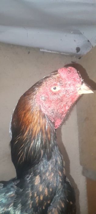 Дакан мошный зат