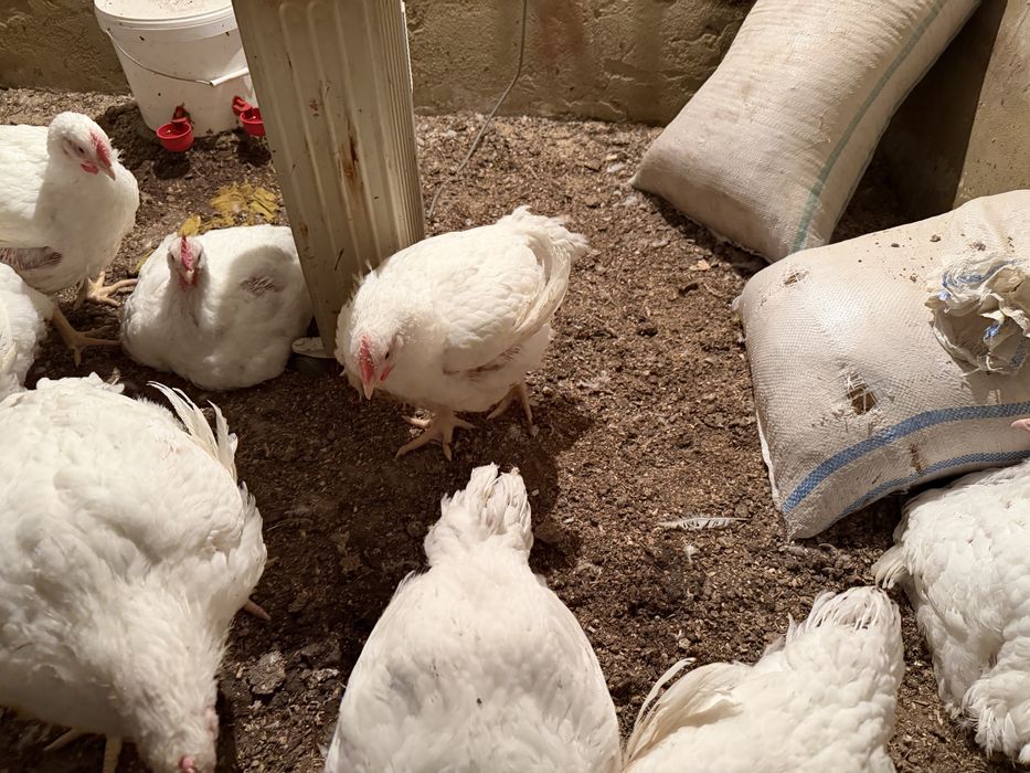 Бройлер сатылады 2-2.3 кг арасы беріп тұр