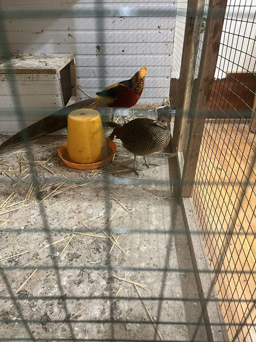 Продается фазан золотыстий две пара