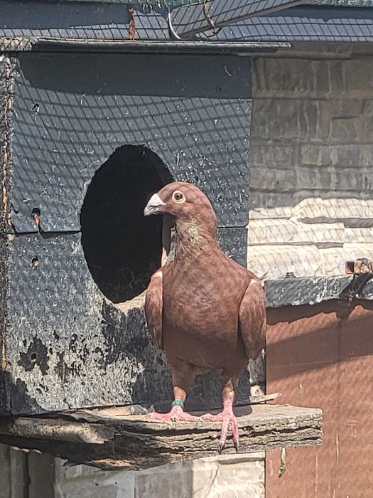 Voiajori roșii si galbeni de București!