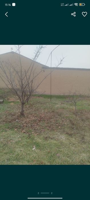 3 soʻtih yer sotladi