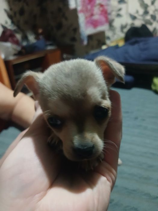 Карликовый пинчер