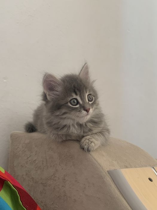 Продаю котенка шотландский длинношорстный