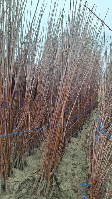 Продавам овощни дръвчета