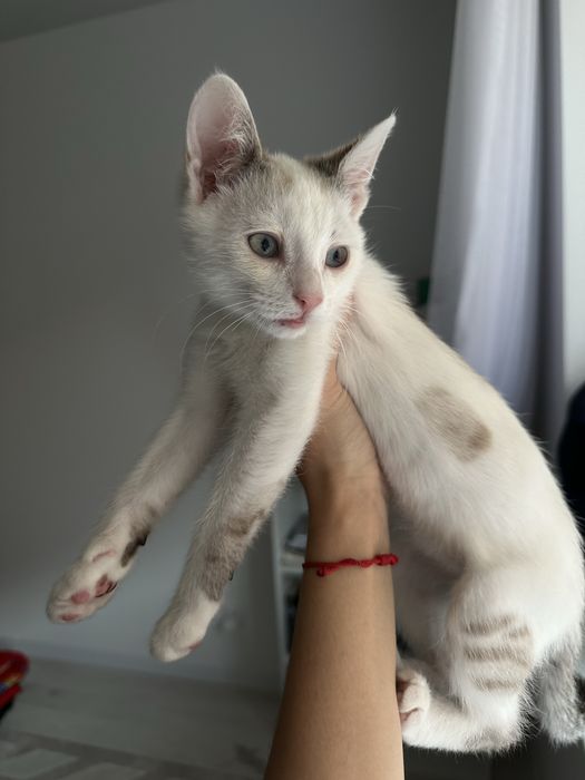 Отдаю котенка мальчика в дорбые руки