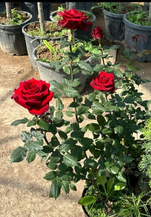 Хвойный дереья, Роза