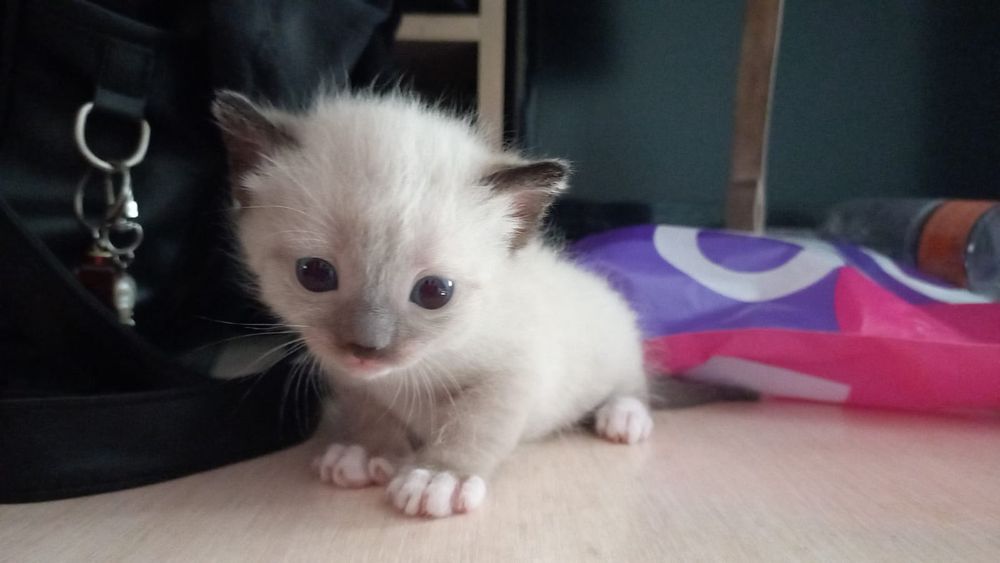 Отдам котят в добрые руки