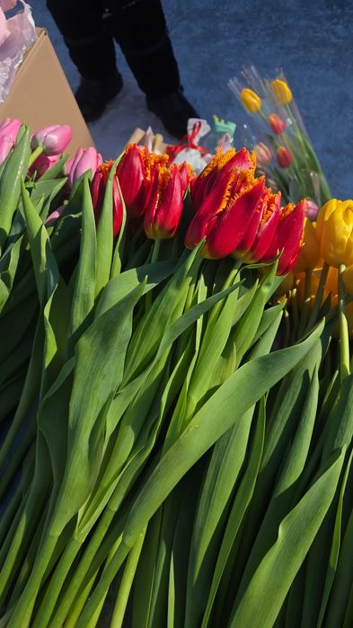 Тюльпаны Усть-Каменогорск