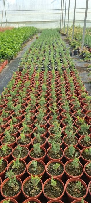 Более 10 000 видов декоративных цветов и декоративных деревьев от перв