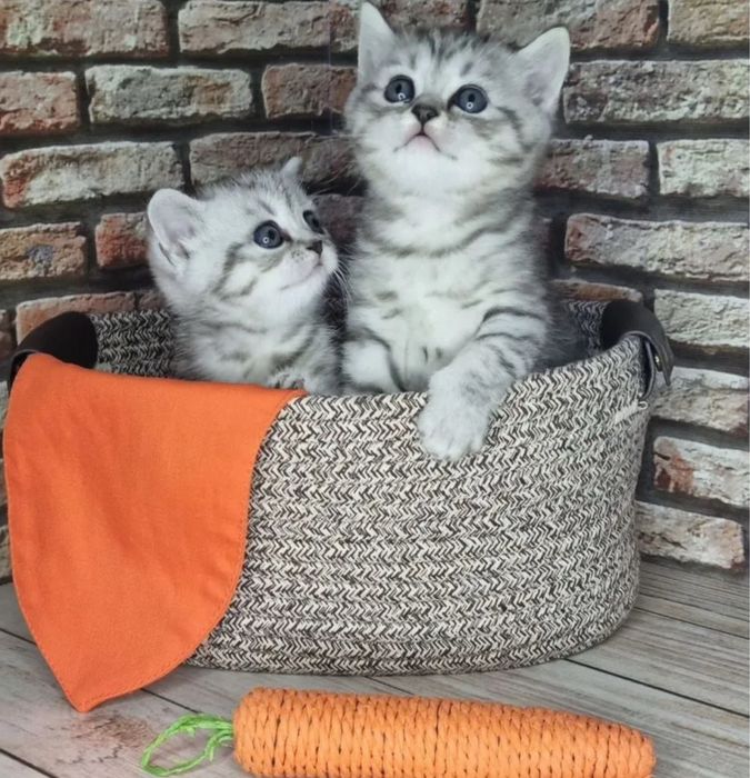 Скоттиш Страйтики