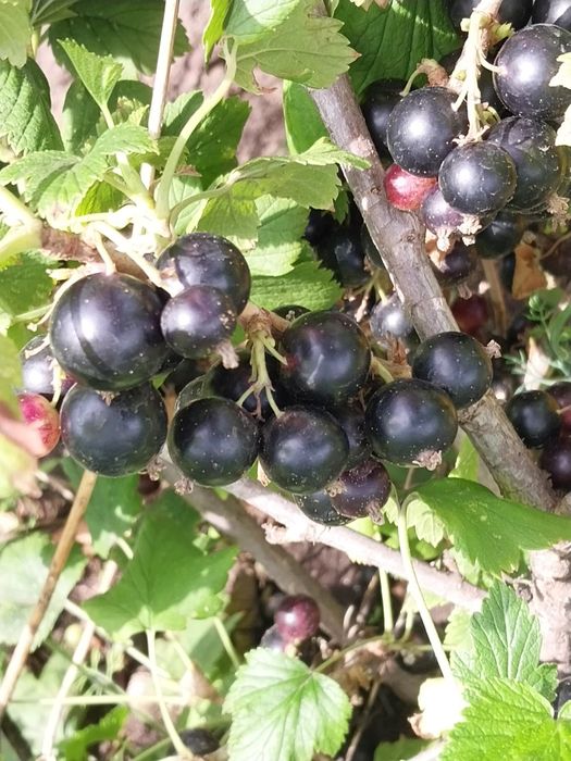 Продам дачный участок г.Костанай СО Текстильщик