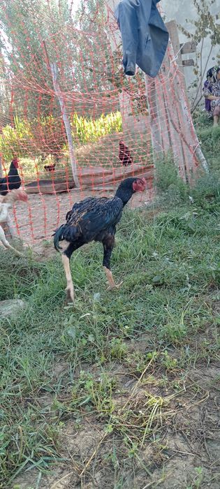 Dakan xuroz va tovuqlari sotuvda, zoti Saman va O shamo.