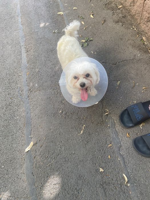 Vand bichon de rasa