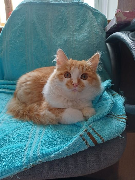 Ласкуша-котенок Лучик Солнышкин ищет самых лучших котородителей