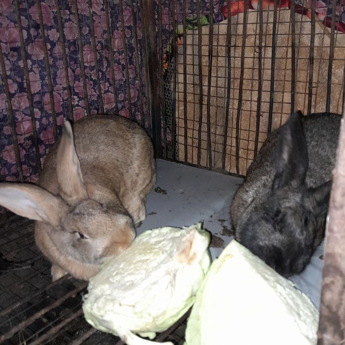 Продам  кроликов