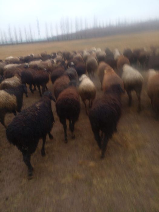 Кой ,бараны ,кошкары