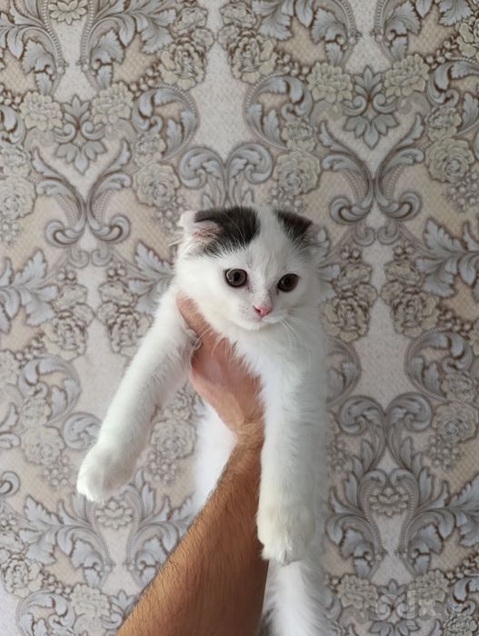 Продам вислоуха котёнка