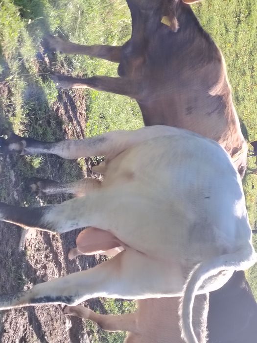 Vând taur belgian