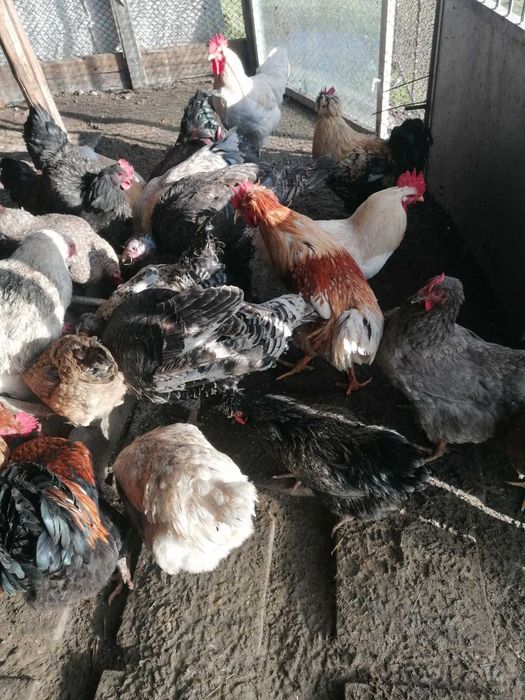 Петли свободно гледани