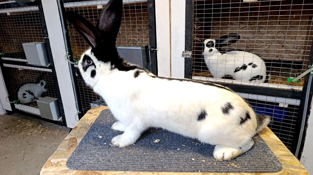 Iepuri fluture german