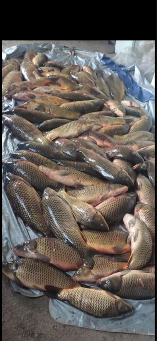 Рыба свежий Судак Сазан