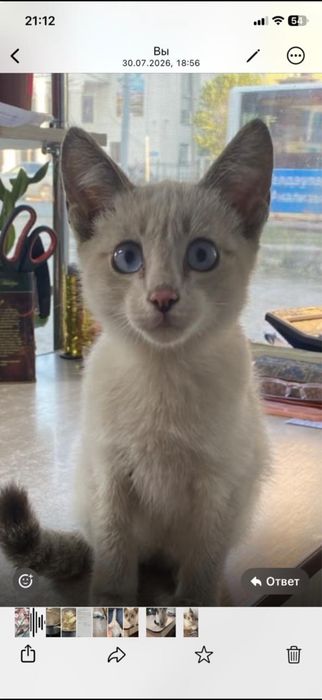 Котёнок, мальчик, ищет доброго хозяина