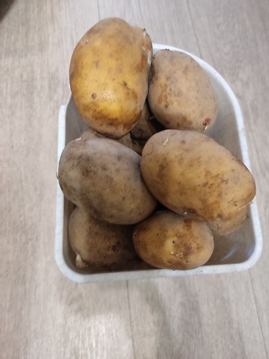 Продается картофель домашний