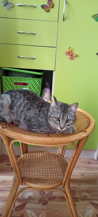 Стерилизованая милашка Китти