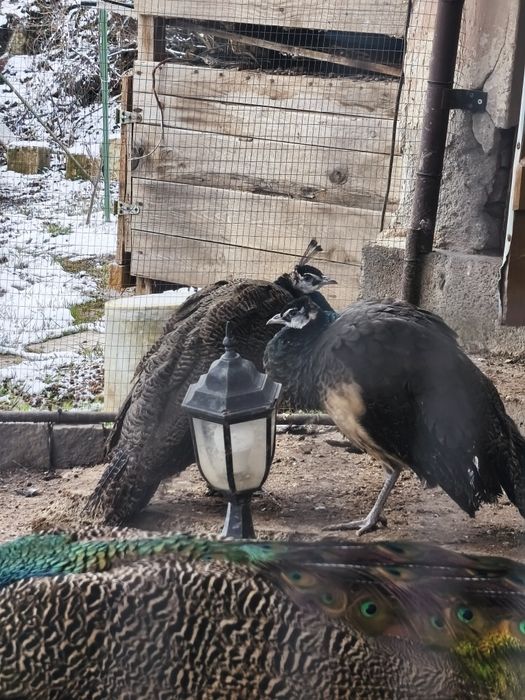 Пауни излюпени 2025