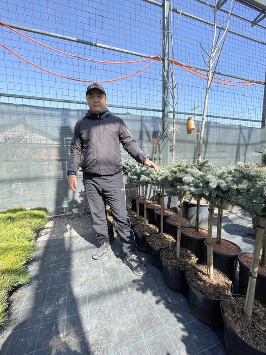 Туи смарагд,Можжевельник,Ели,Сосны.