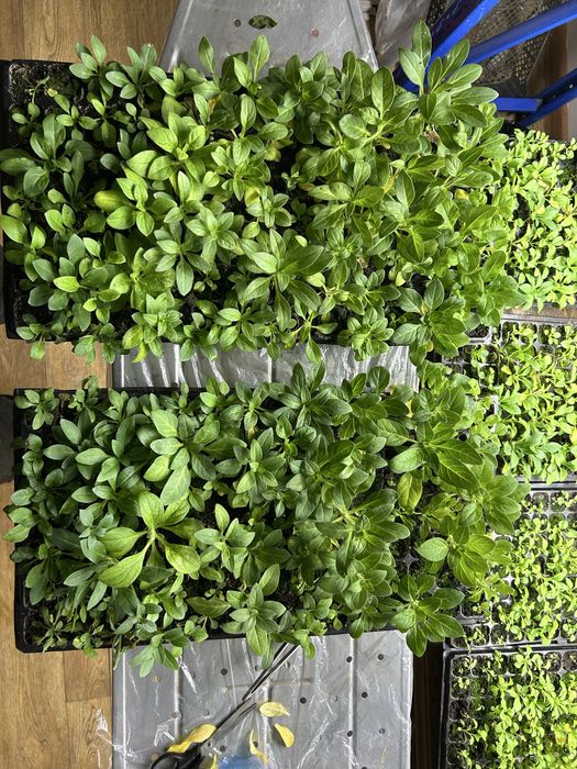 Петунья кустовая мультифлора