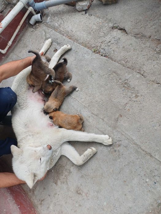 Хатико кучуклари сотилади бир ойлик