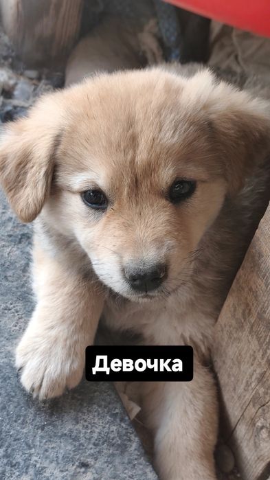 Отдам щенят даром в добрые руки