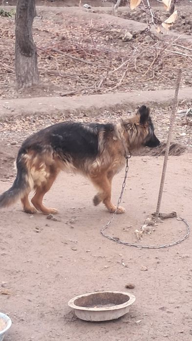 Сатылады. Колга уйретилген акыллы