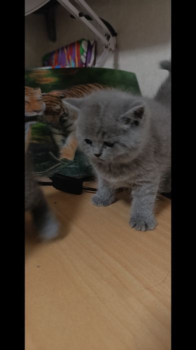 Чистокровные шотланки