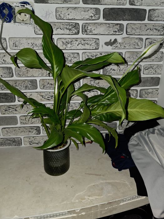 Женское счастье цветы комнатные