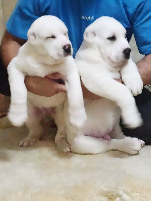 Шеночки алабаев чистокровные