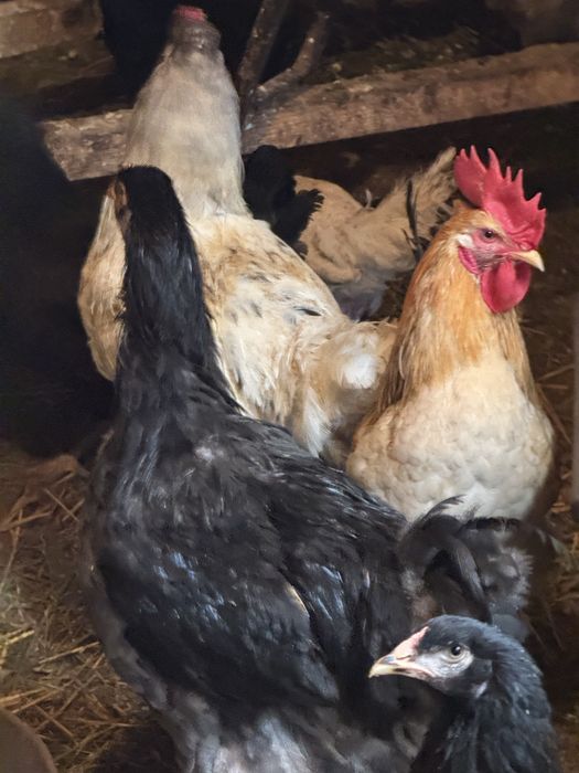 Продам петухов Брама