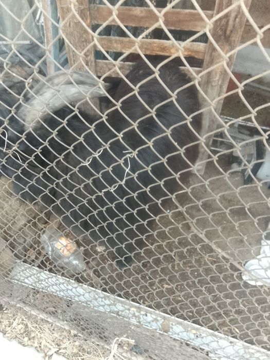 Продаются Козлята