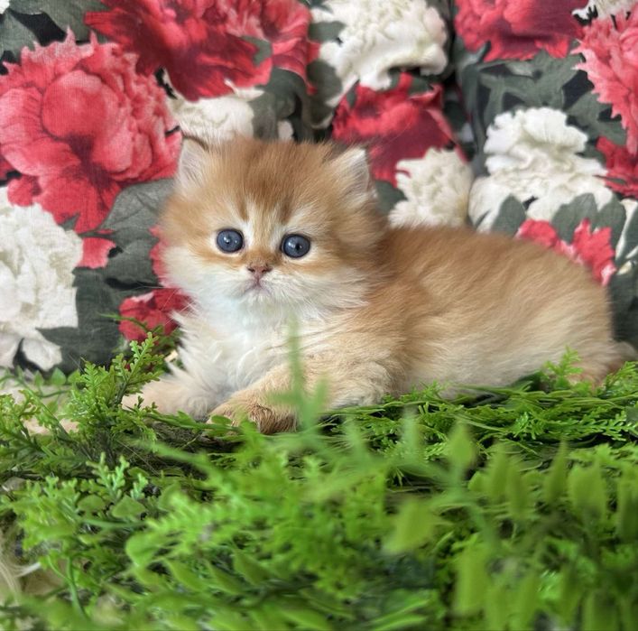 Златна чинчила -момченце