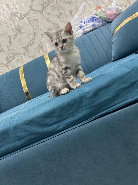 Котята шотландские