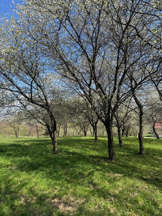 Teren Bran Predelut la poale de munte intravilan