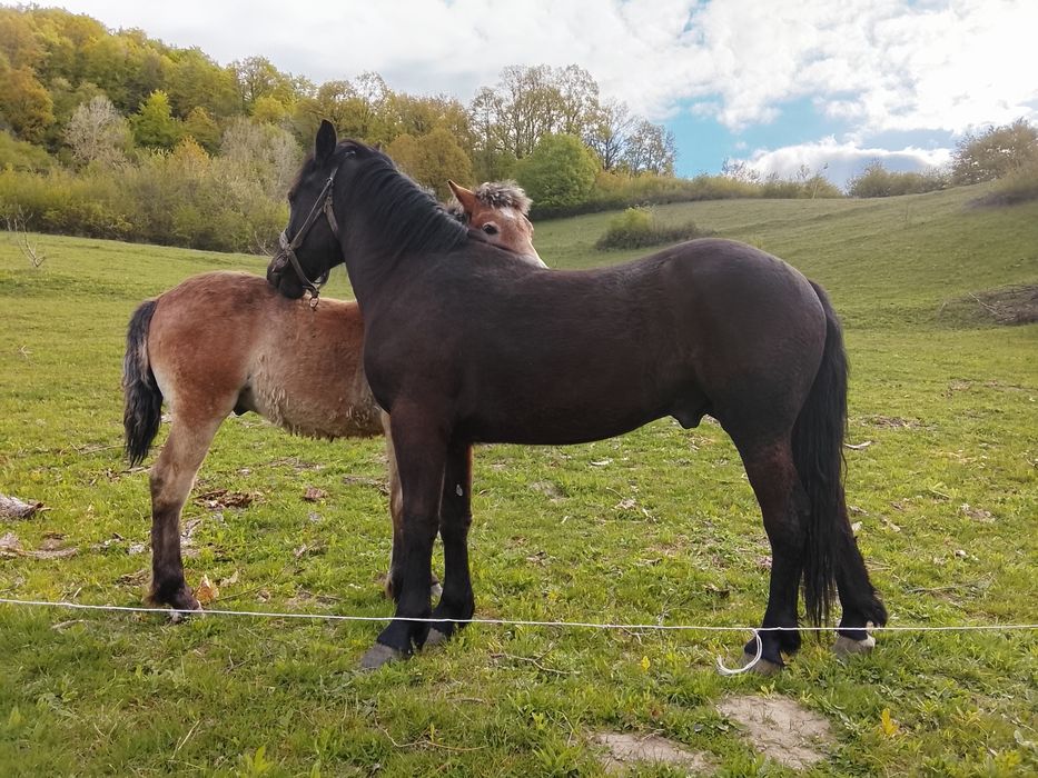 2 Mânzi de vânzare