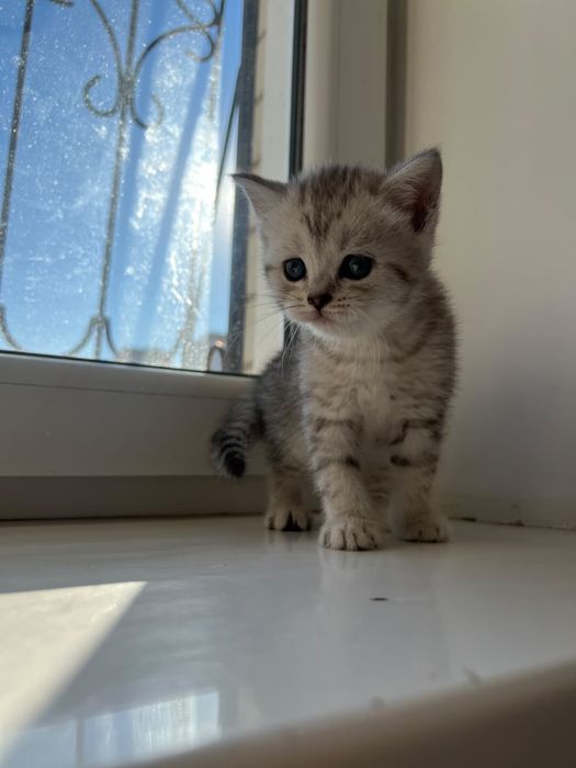 Продоется котенок