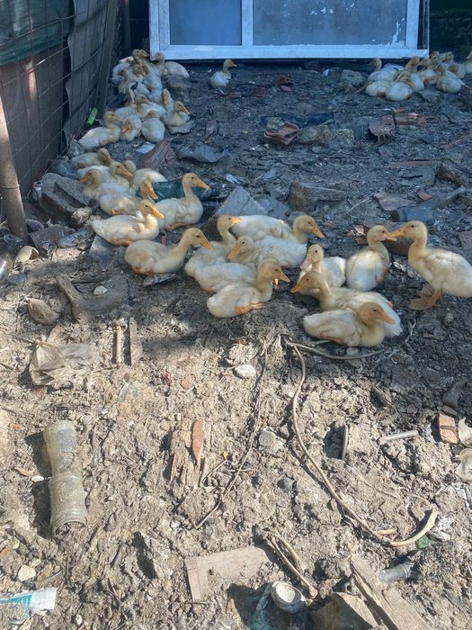 Rate pekin 2si 3 saptamani