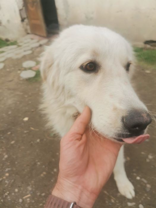 Продаётся собака Ретвирер альбинос