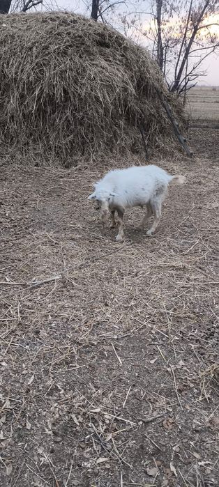 Продам     Козла