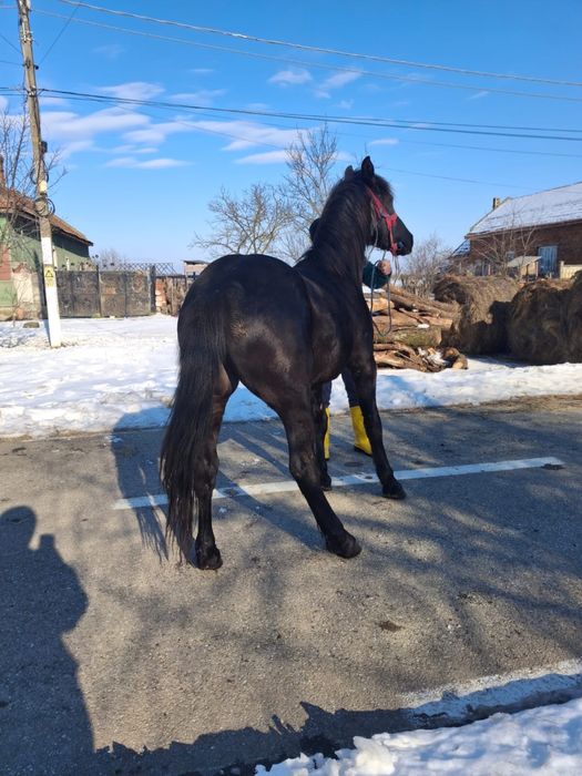 Vând mânz in vârstă de un an