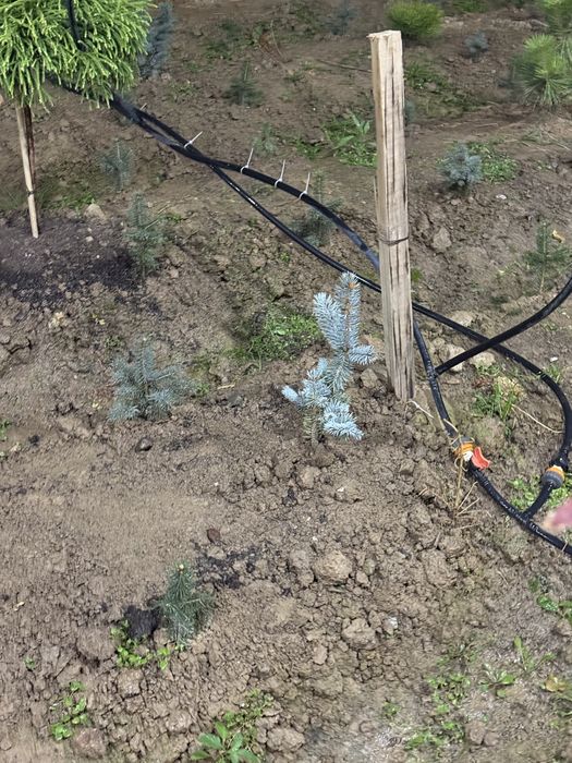 Hoopsi sorti eng oppoq bo’ladigan sorti italyadan kelgan kurtaklangan