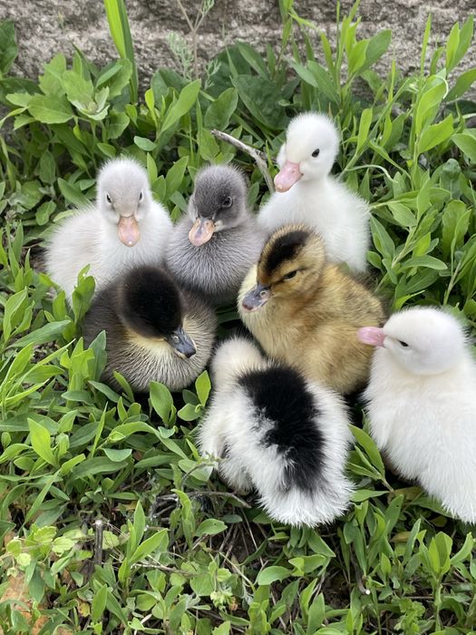 Boboci de rata polare romanesti pekin macaitoare